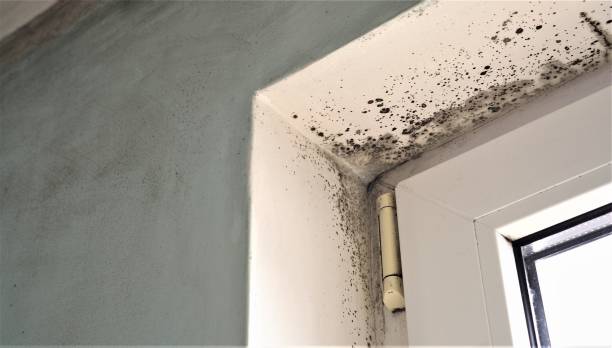 Best Air Quality Testing for Mold Spores  in Presidential Lakes Estates, NJ