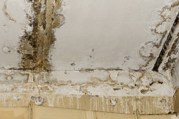 Best Water Damage & Mold Remediation  in Presidential Lakes Estates, NJ