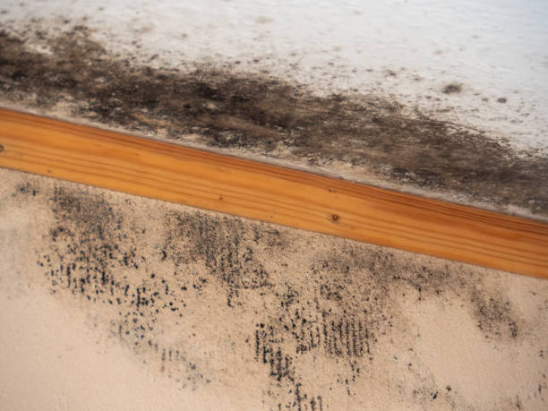 Best Mold Damage Restoration  in Presidential Lakes Estates, NJ